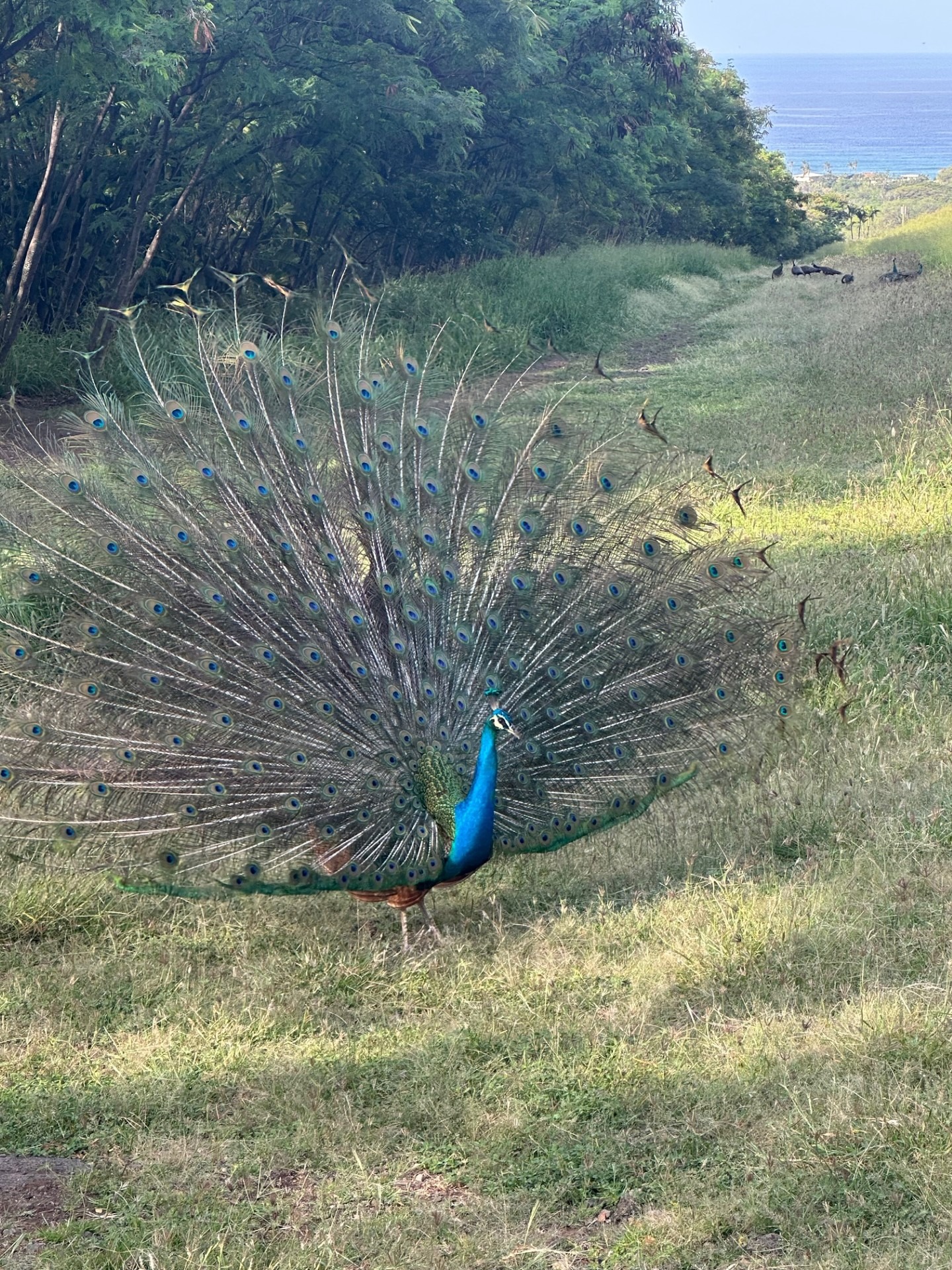 A vibrant peacock displays its colorful feathers in a grassy landscape, highlighting its iridescent blue and green plumage against a serene backdrop.