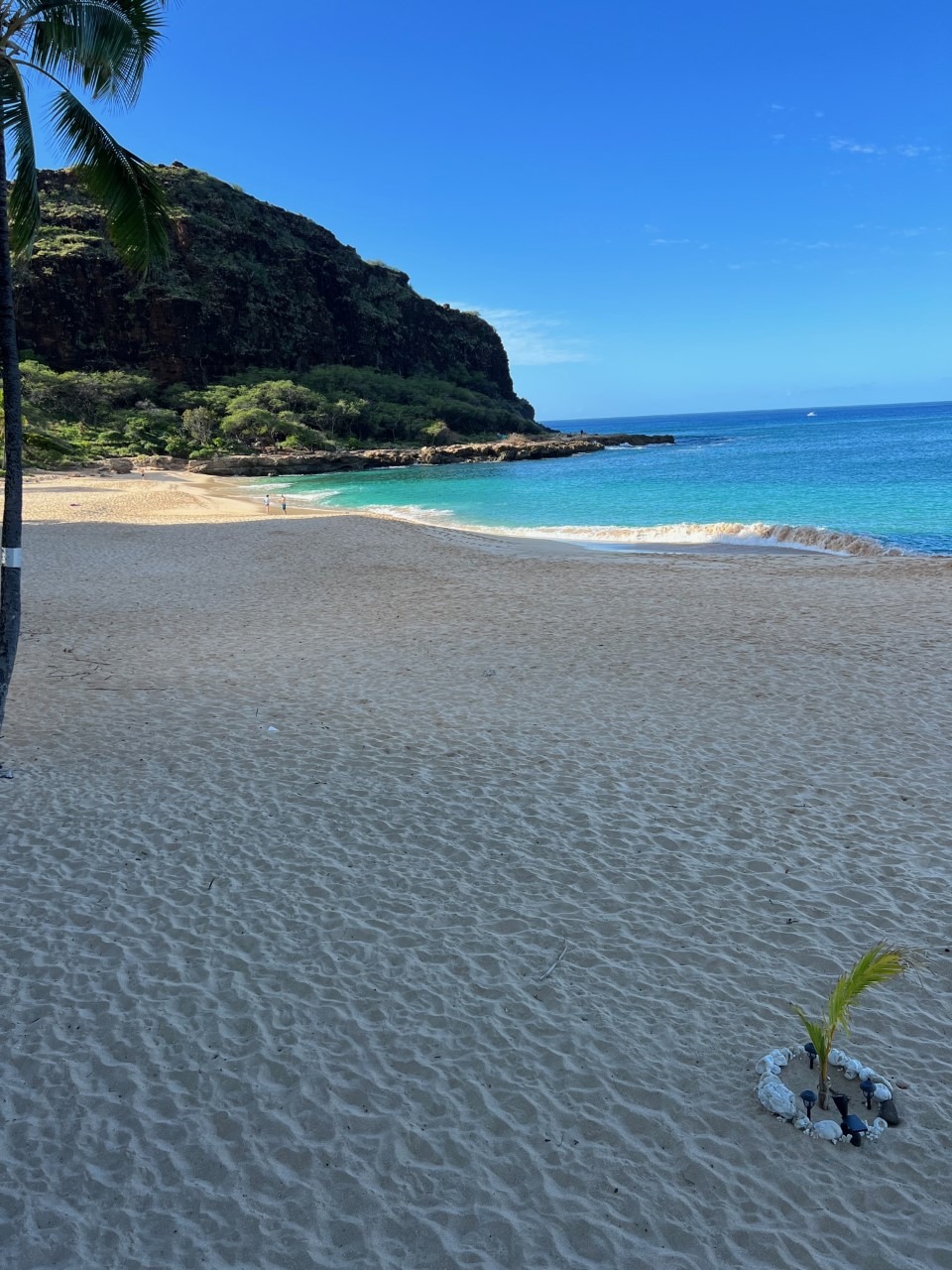 A small palm tree sprouts from a circular arrangement of stones on a sandy beach, with a serene turquoise ocean and clear blue sky in the background.